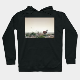 Deer in the Scottish Wilderness Hoodie